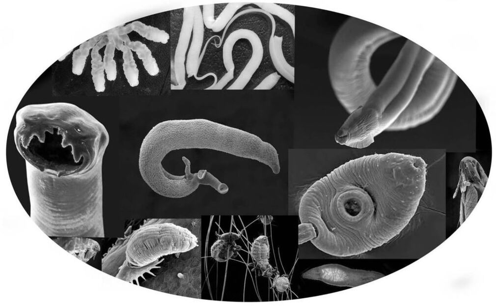 Parasites
