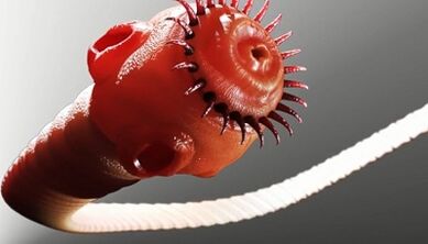 Types of parasites in the human body