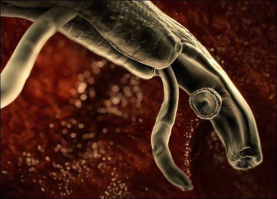 Parasites in the human body