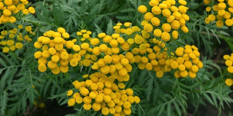 Tansy to remove parasites from the body
